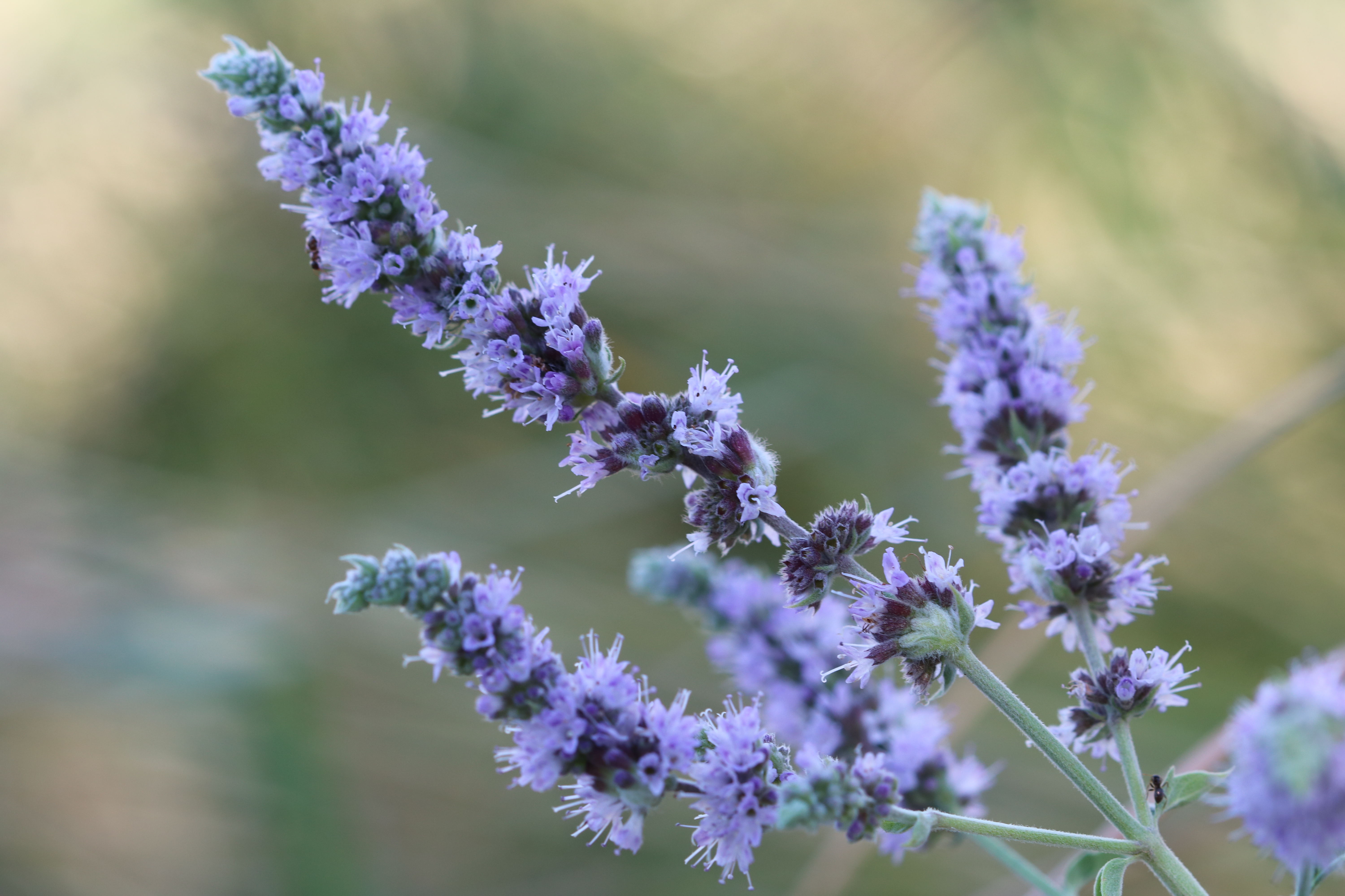 Plant Image